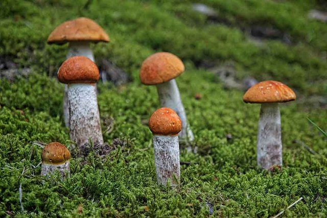 Съедобные грибы с фото: Подосиновики